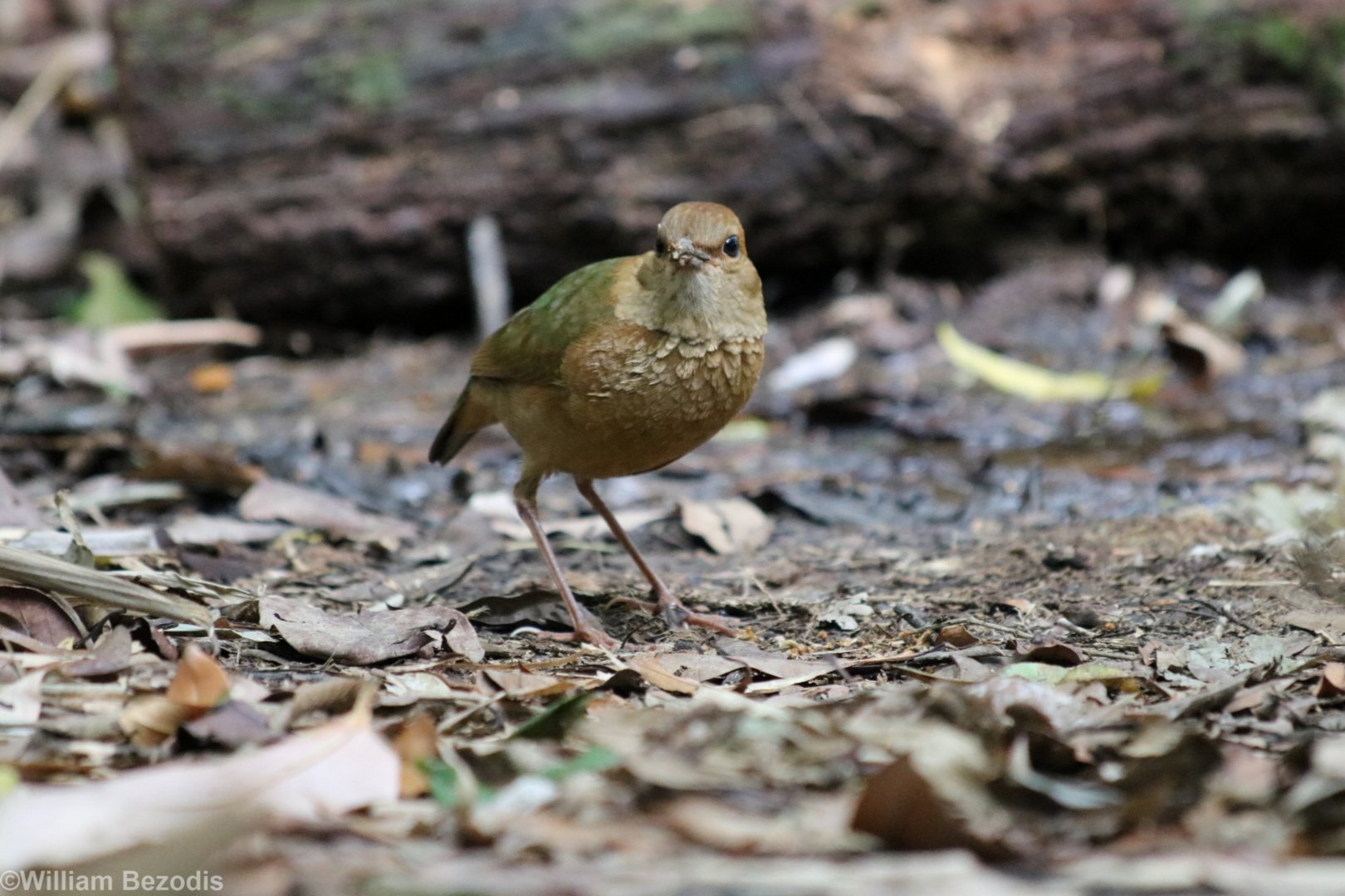 Rusty-naped Pitta - Kaeng Krachan National Park