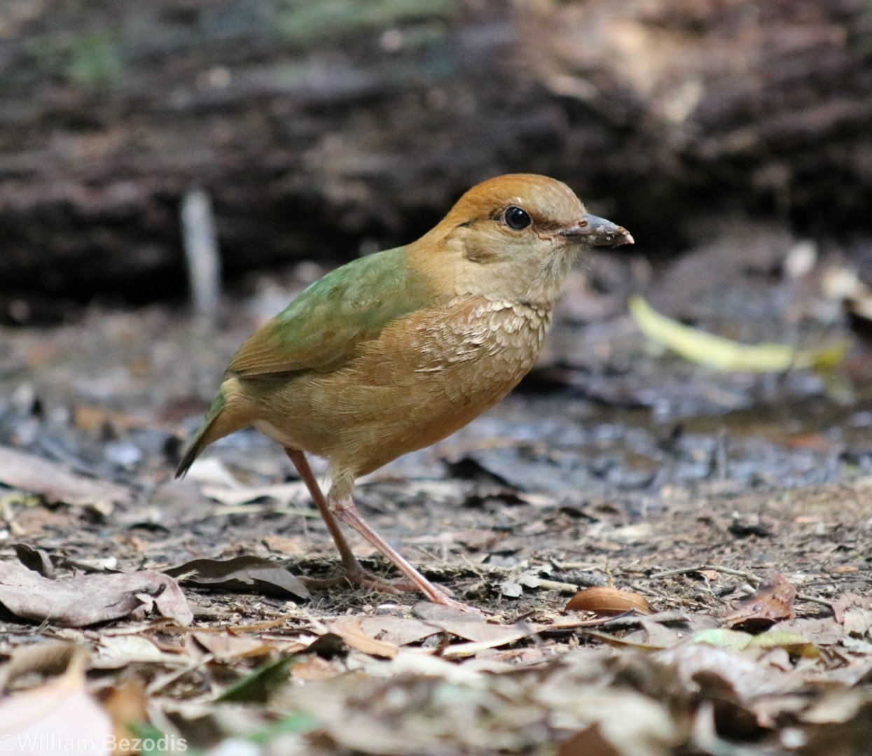 Rusty-naped Pitta - Kaeng Krachan National Park