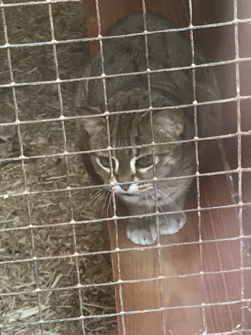 Rusty-spotted cat 040319