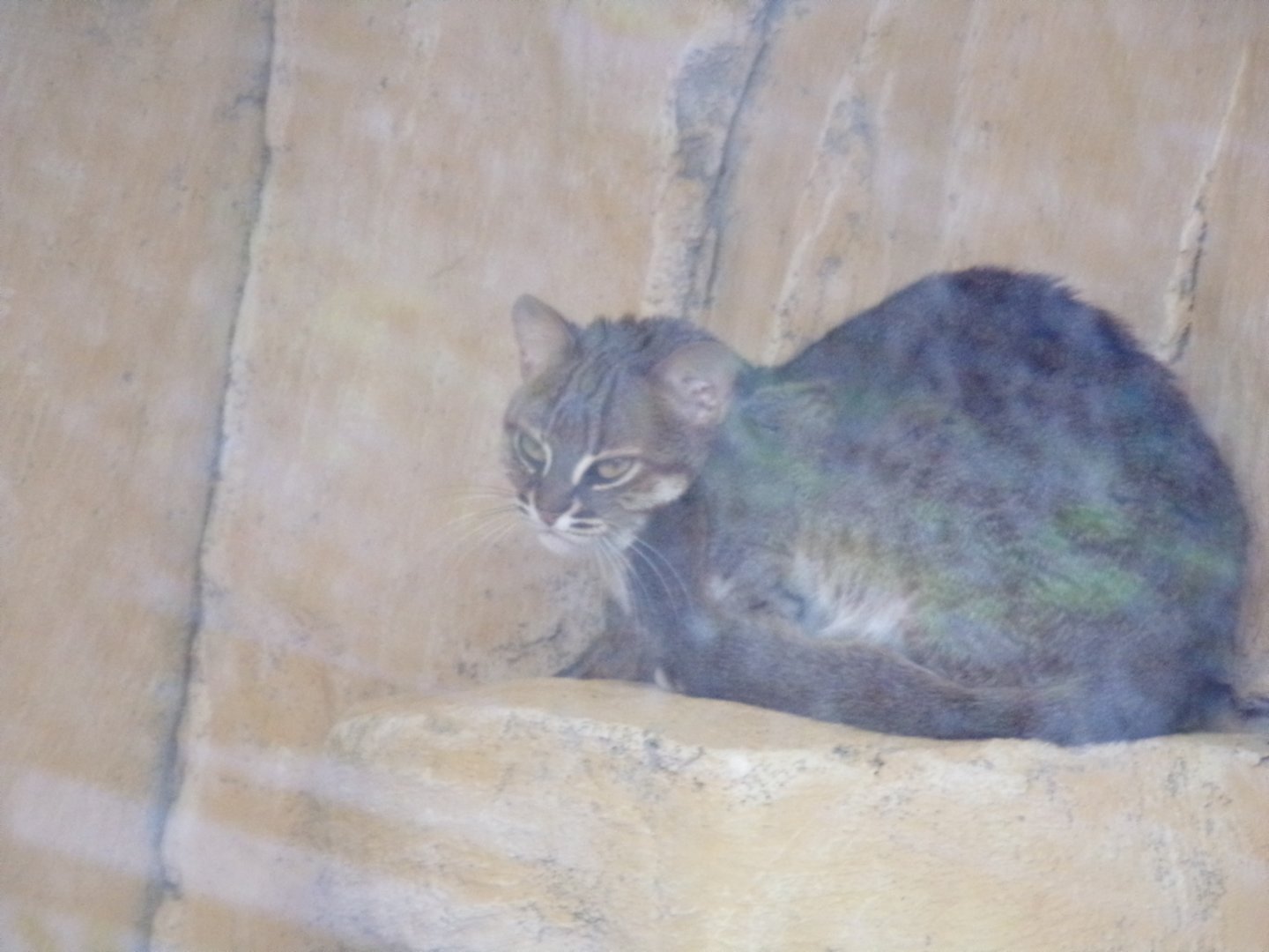 Rusty spotted cat 1.1.23