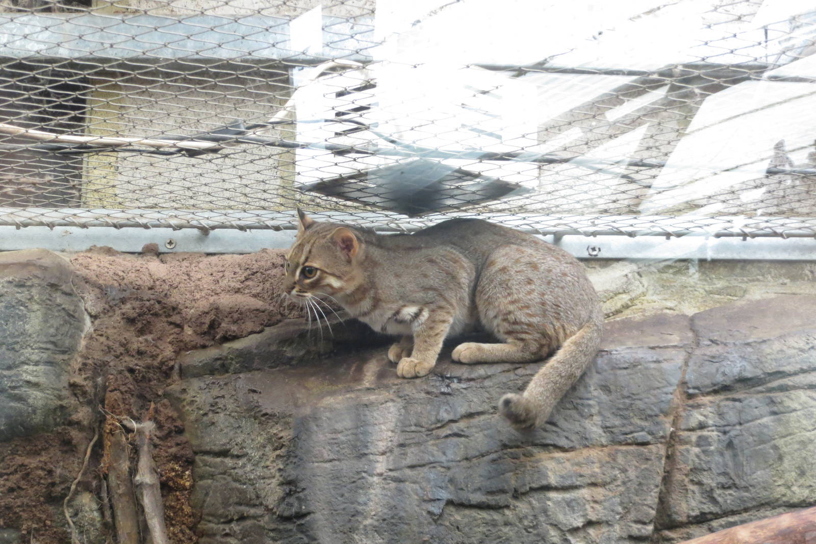 Rusty Spotted Cat 10/14