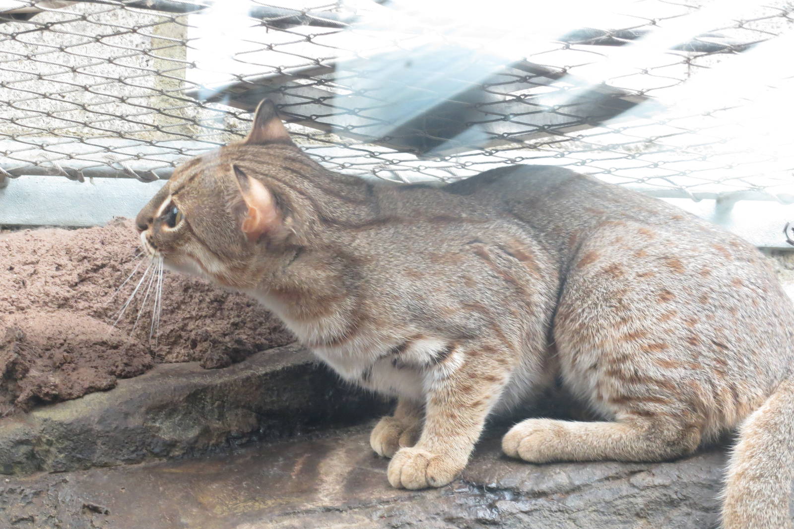 Rusty Spotted Cat 10/14