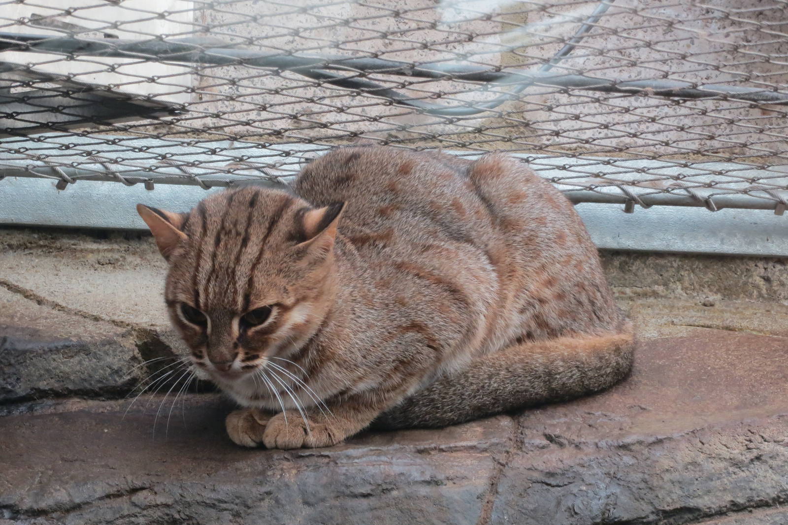 Rusty Spotted Cat 10/14