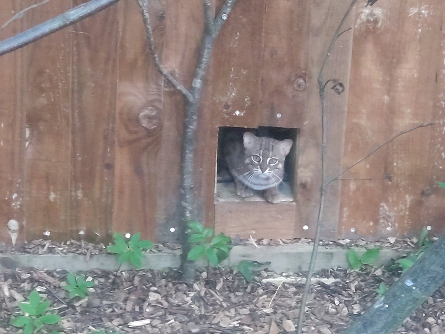 Rusty spotted cat 11/6/24