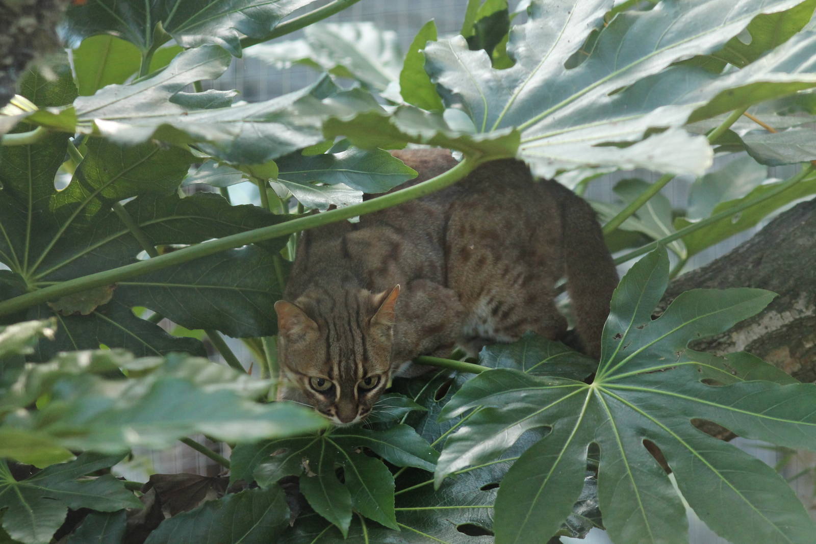 Rusty Spotted Cat - 11th September 2016