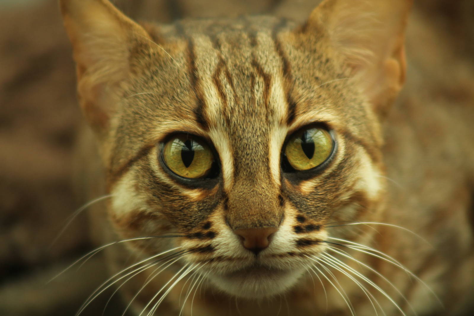 Rusty Spotted Cat - 14th June 2014
