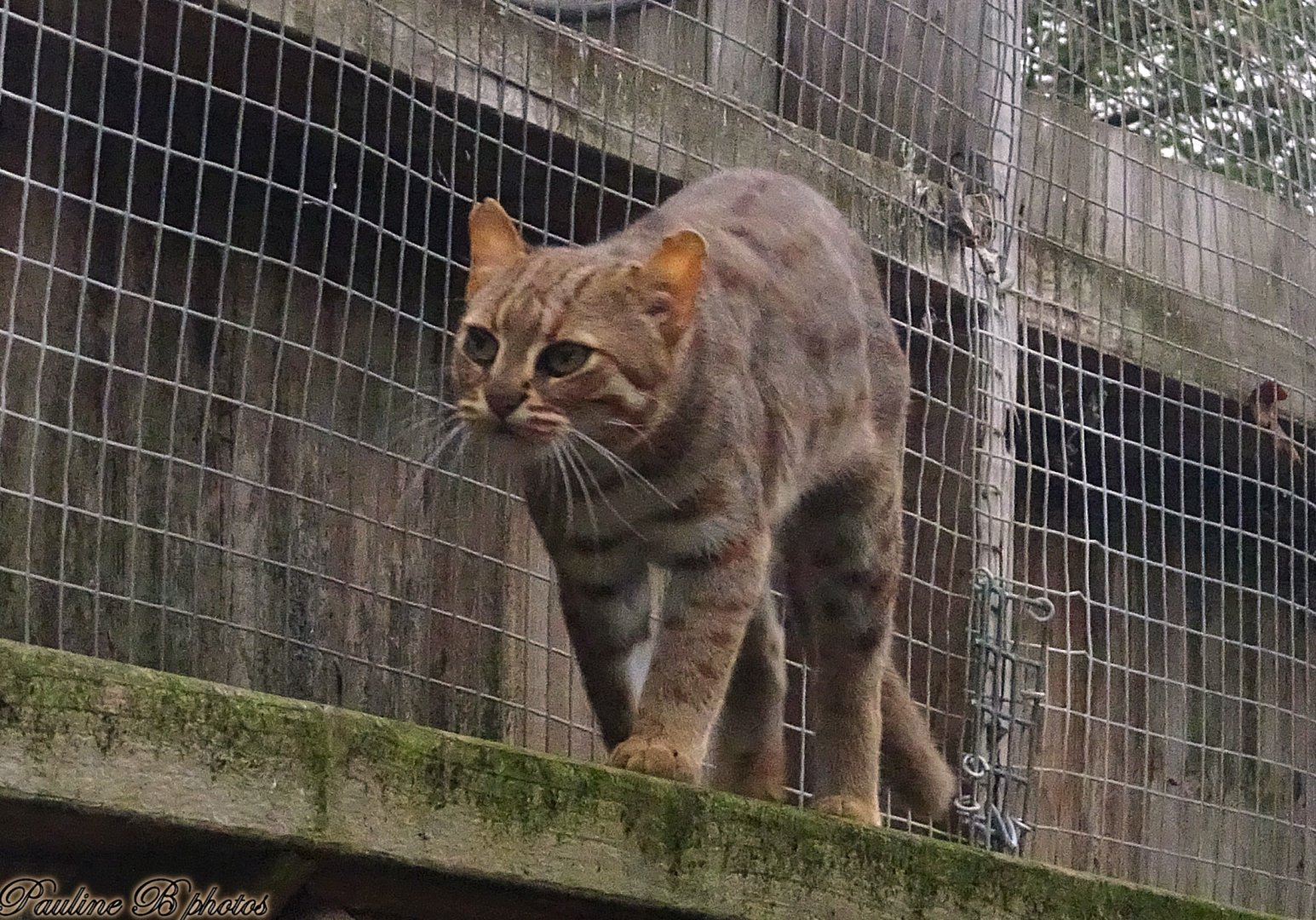 Rusty spotted cat 18 October 2025