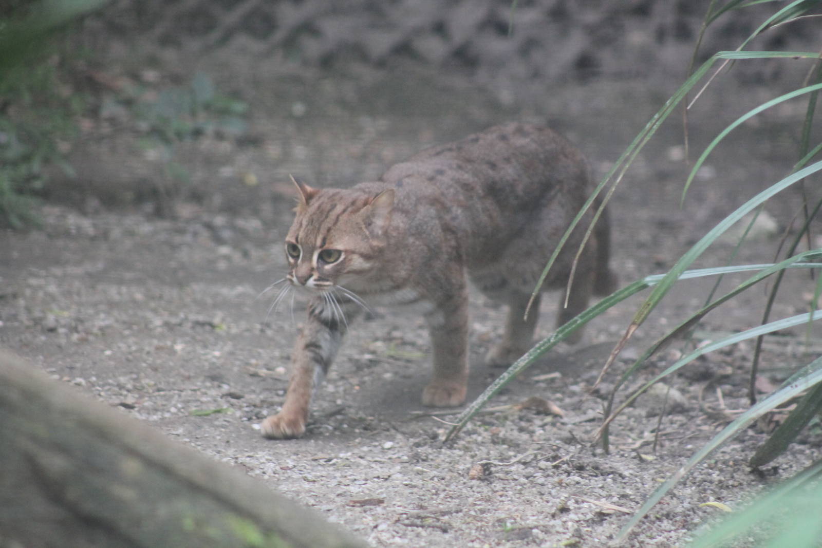 Rusty Spotted Cat - 1st June 2013