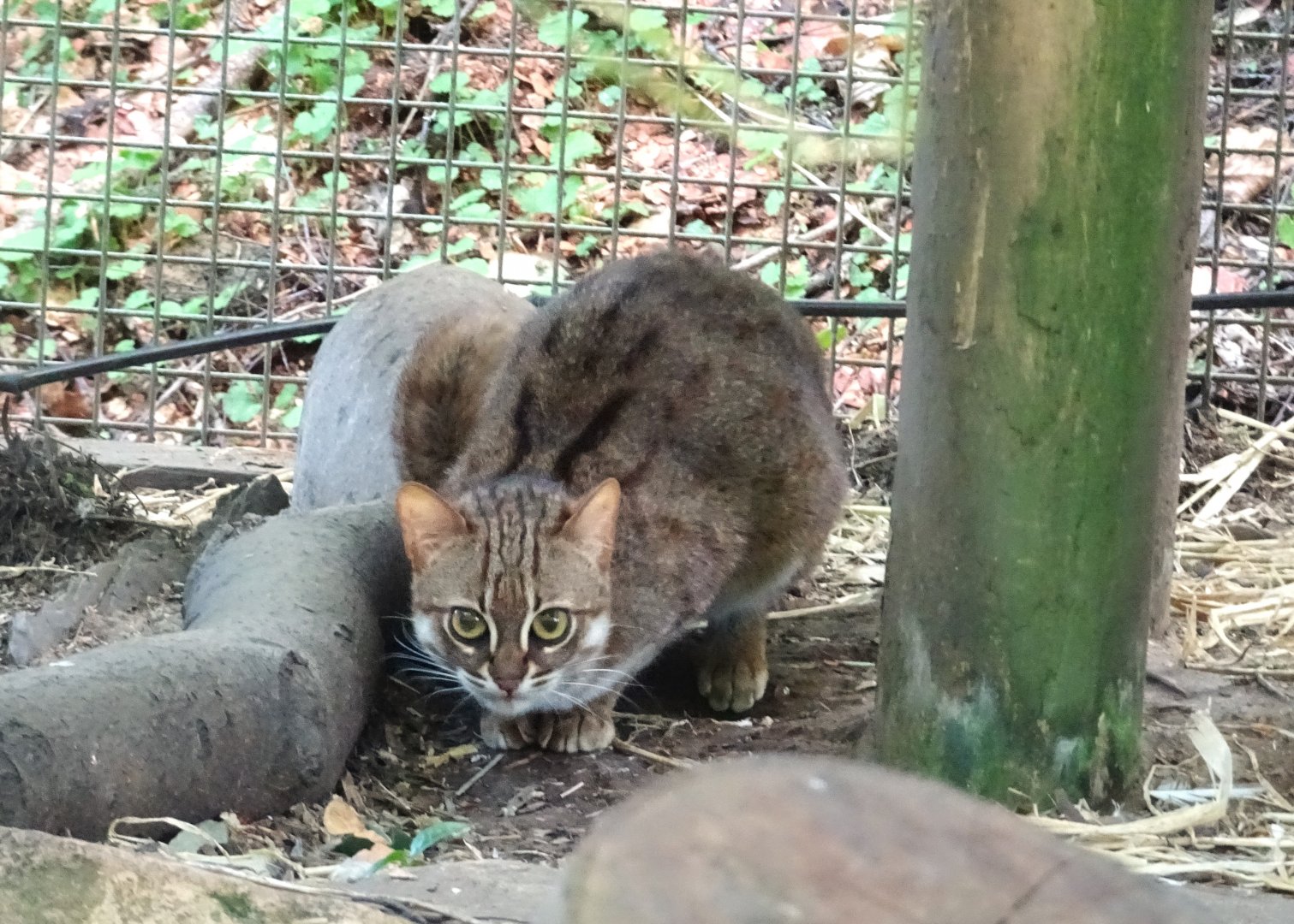 Rusty-Spotted Cat   22 May 2025