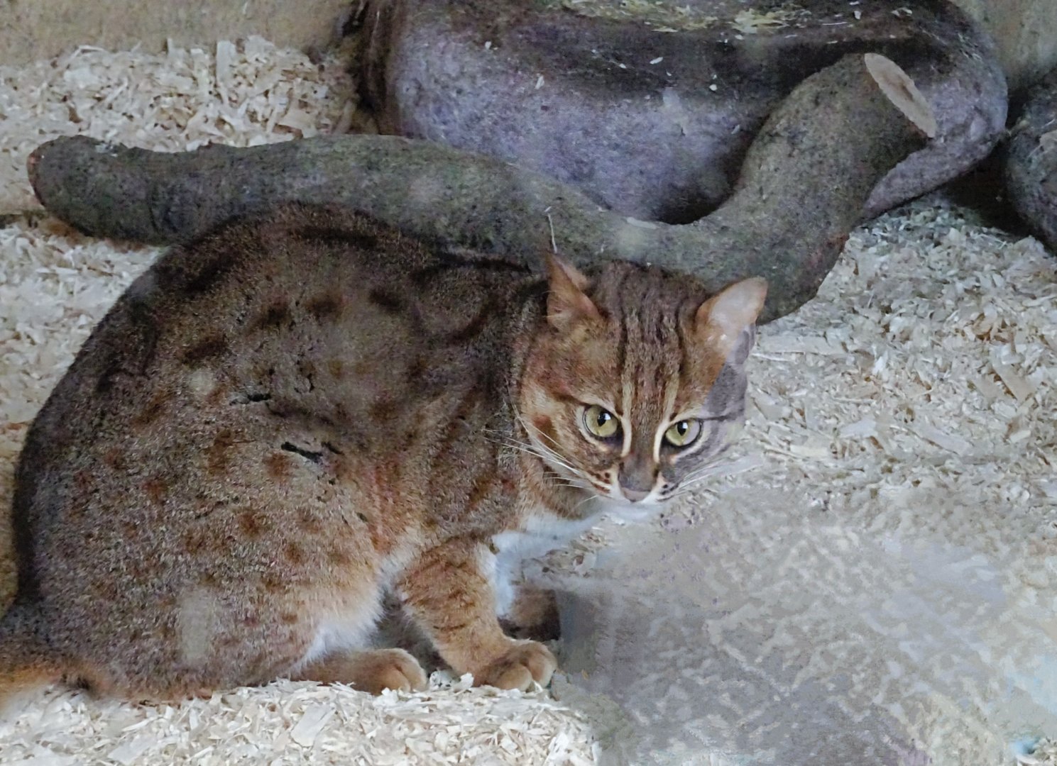 Rusty-Spotted Cat   22 May 2025