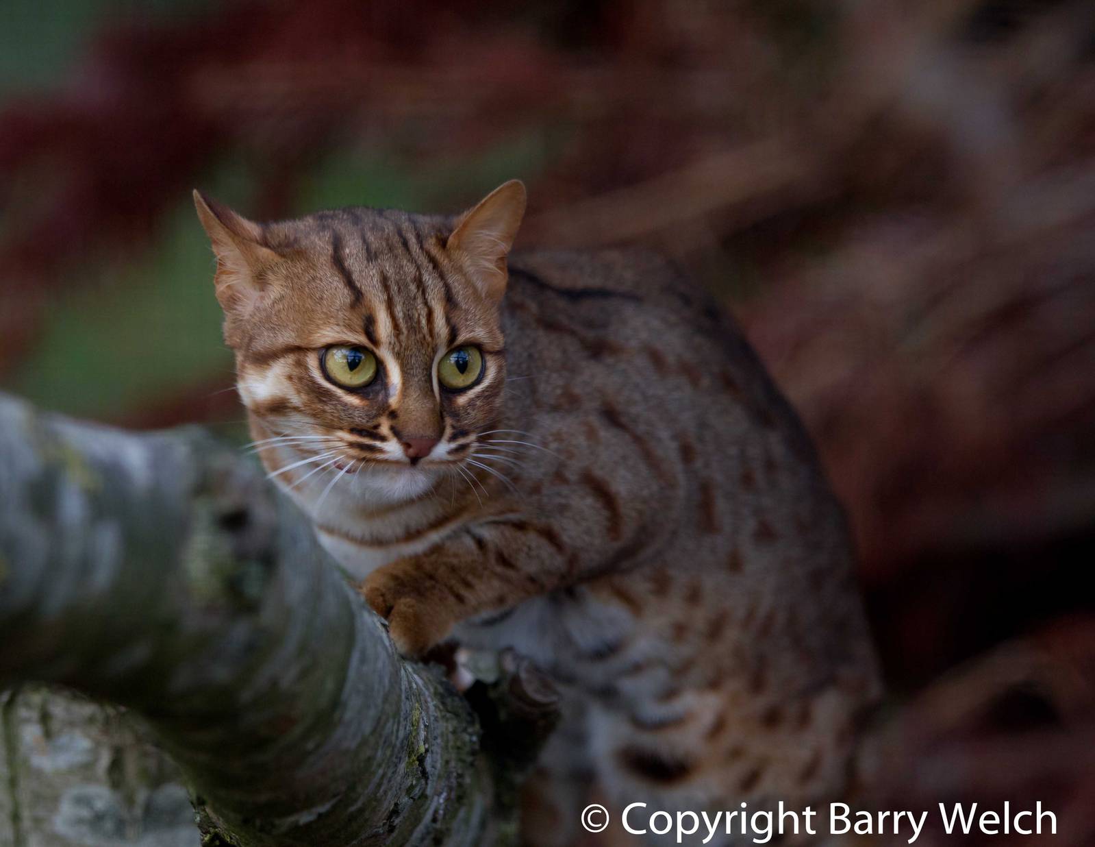 Rusty spotted cat  (24-10-2011)