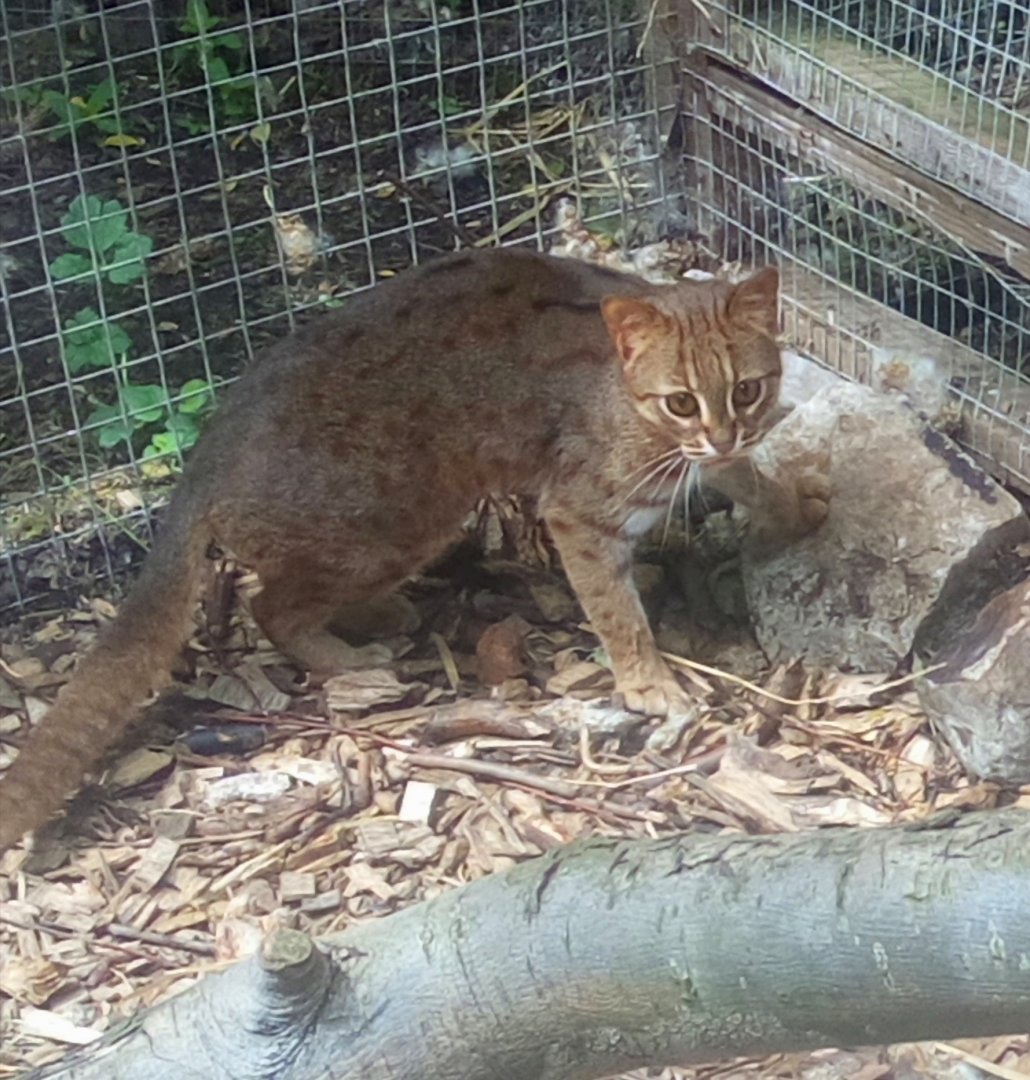 Rusty Spotted Cat 26/5/22