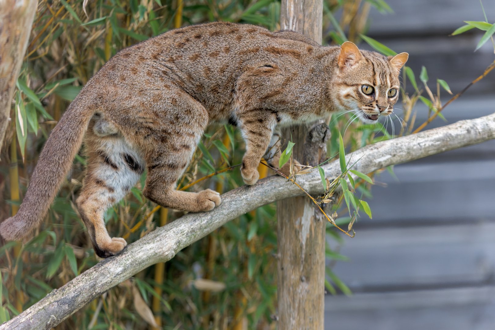 Rusty Spotted Cat / 27-7-22 / Hamerton