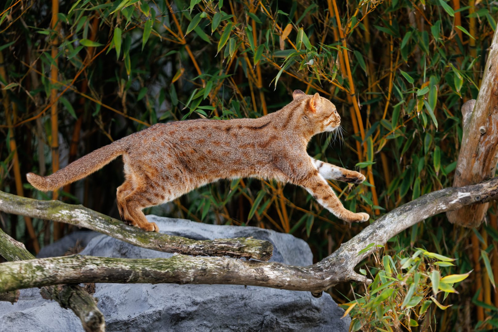 Rusty Spotted Cat / 7-6-22 / Hamerton