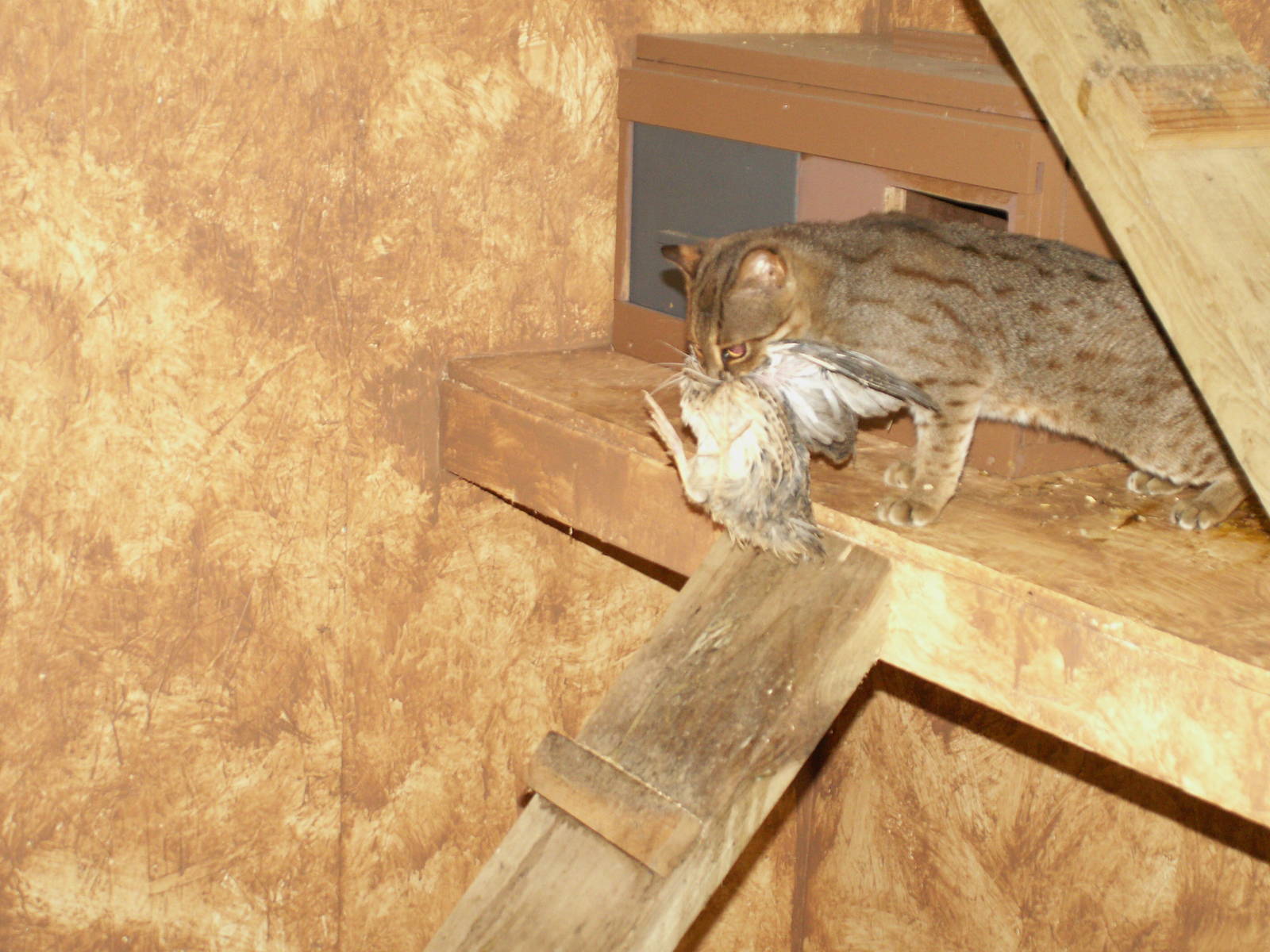 Rusty-Spotted Cat - almost the same size