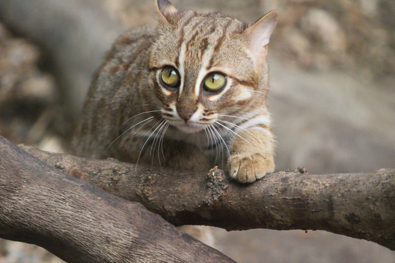 Rusty-spotted cat, April 2014