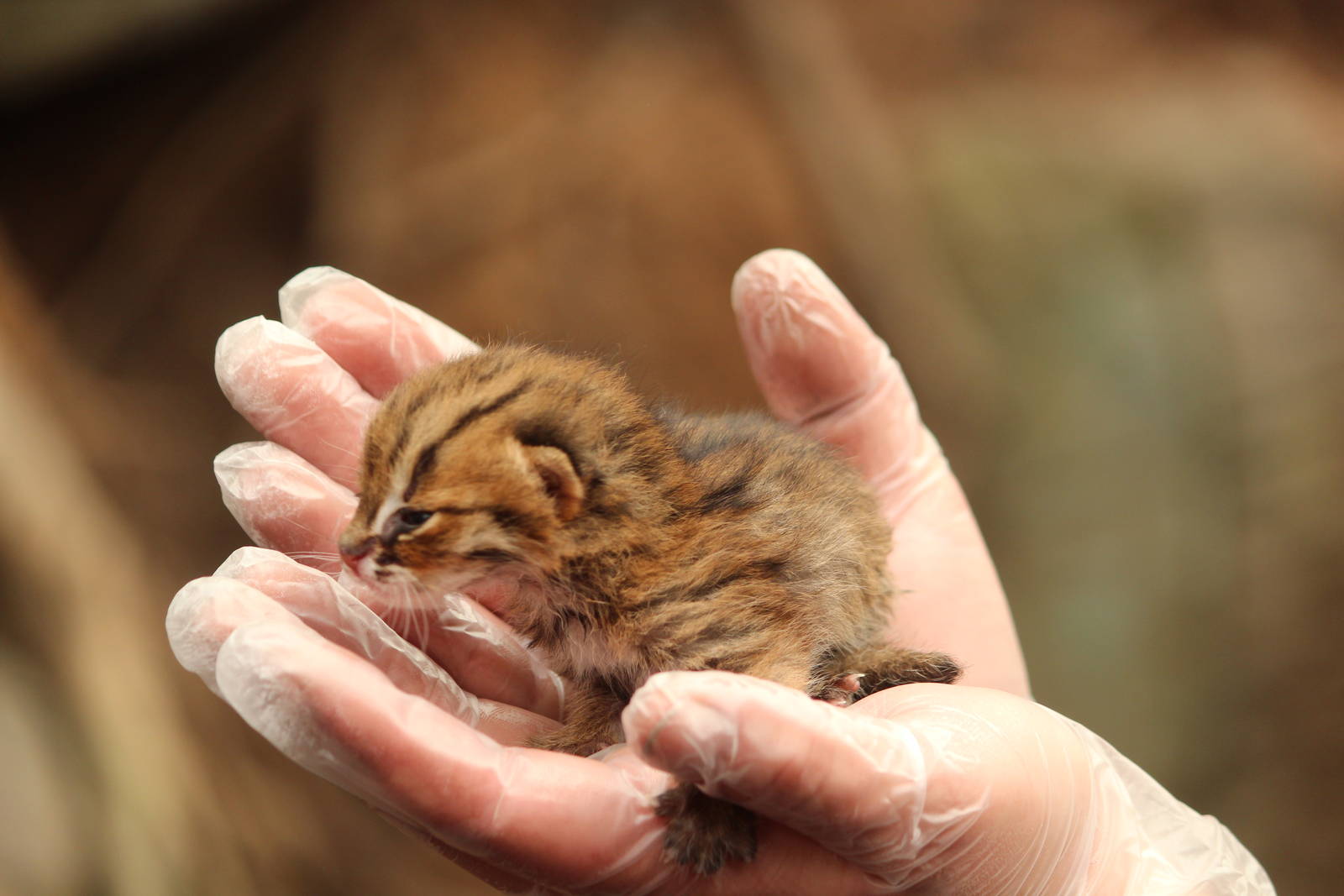 Rusty-spotted cat, April 2015