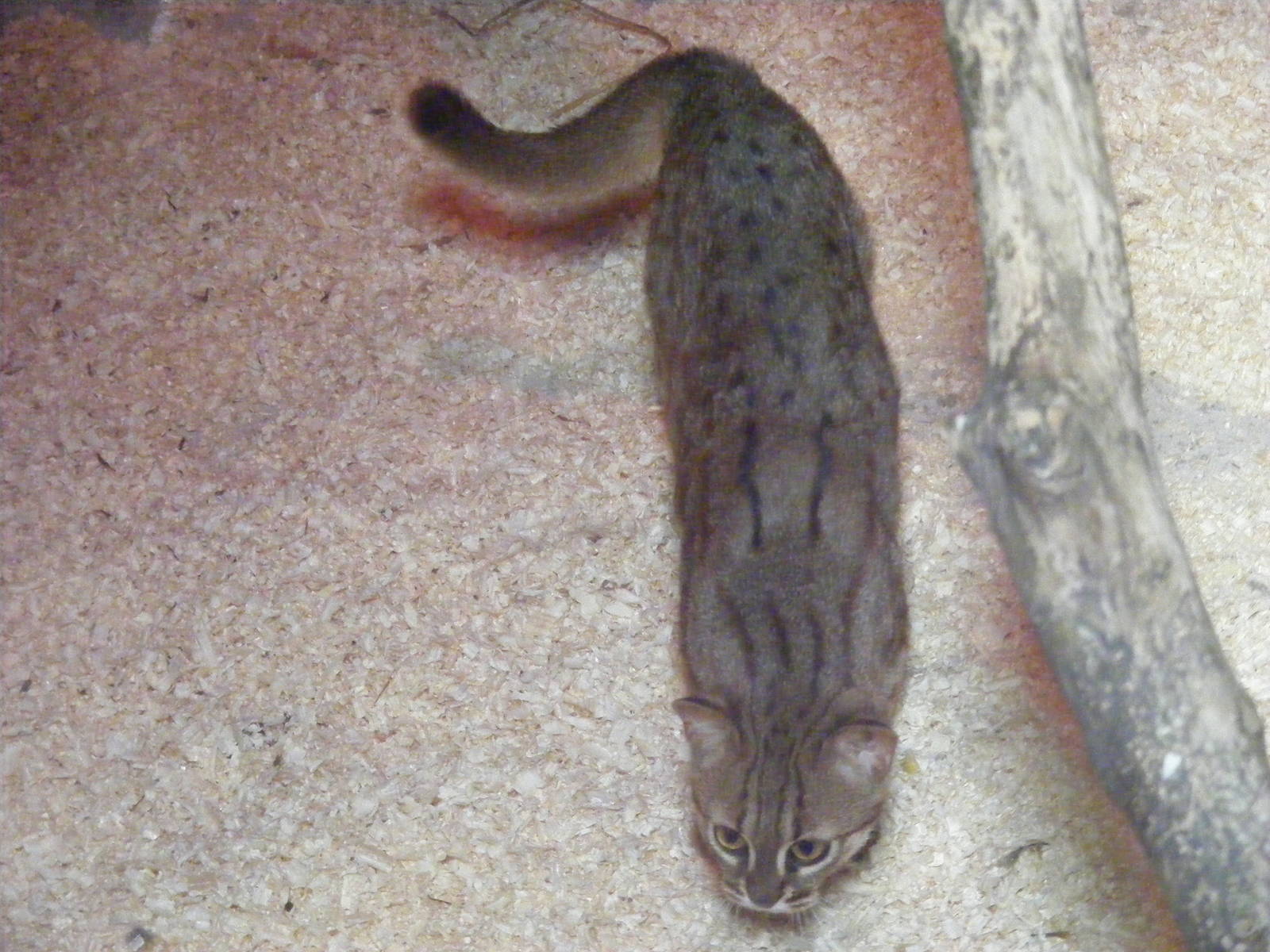 Rusty spotted cat at RSCC, 2 April 2010