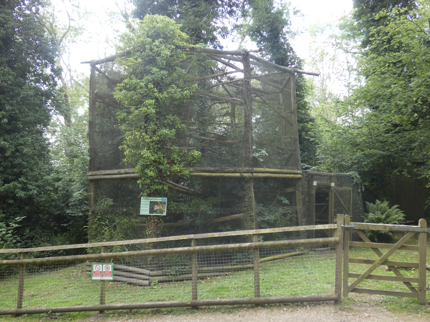 Rusty-spotted Cat enclosure (2)