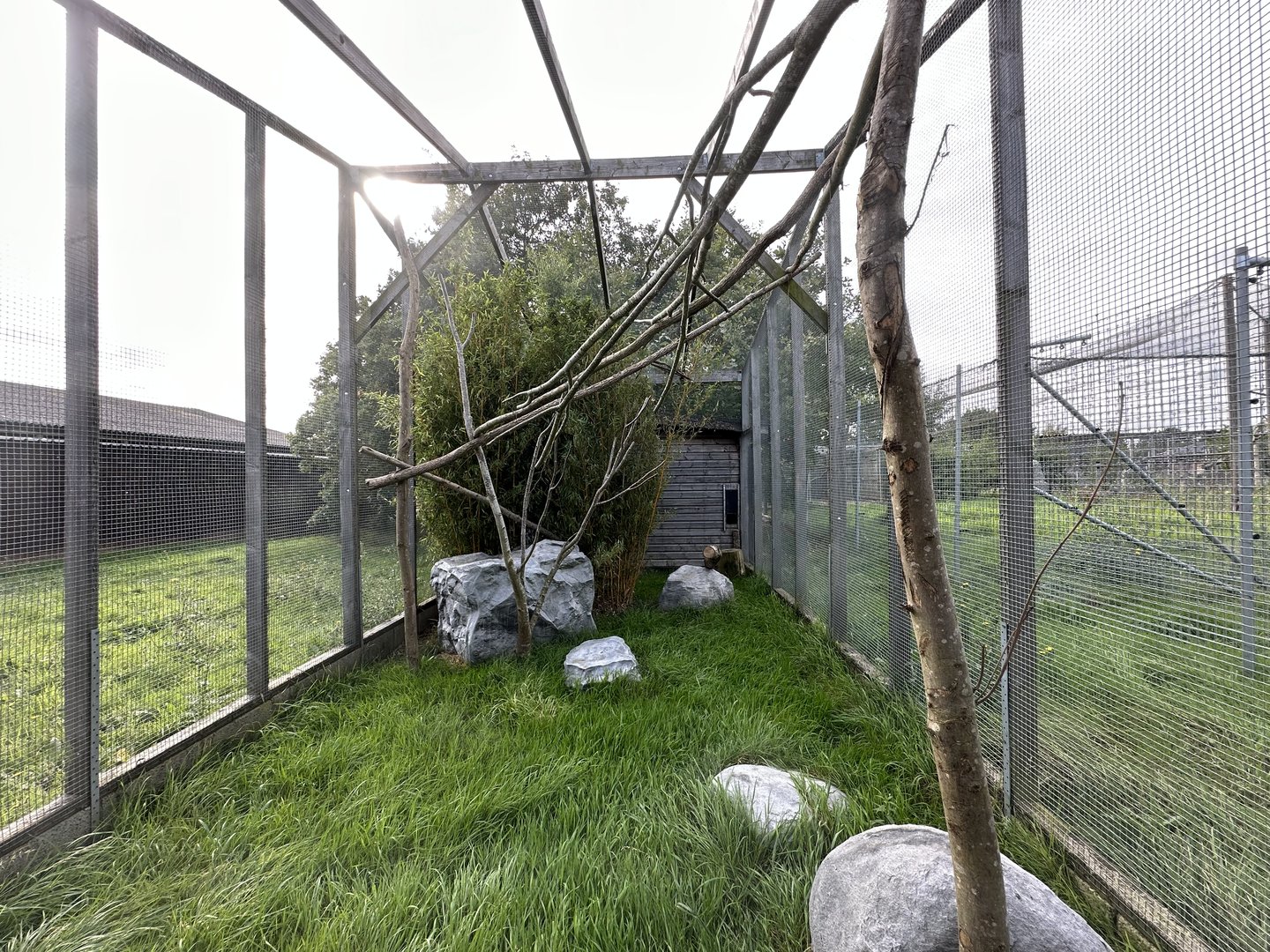 Rusty-spotted Cat Enclosure at Hamerton Zoo Park (October 2023)