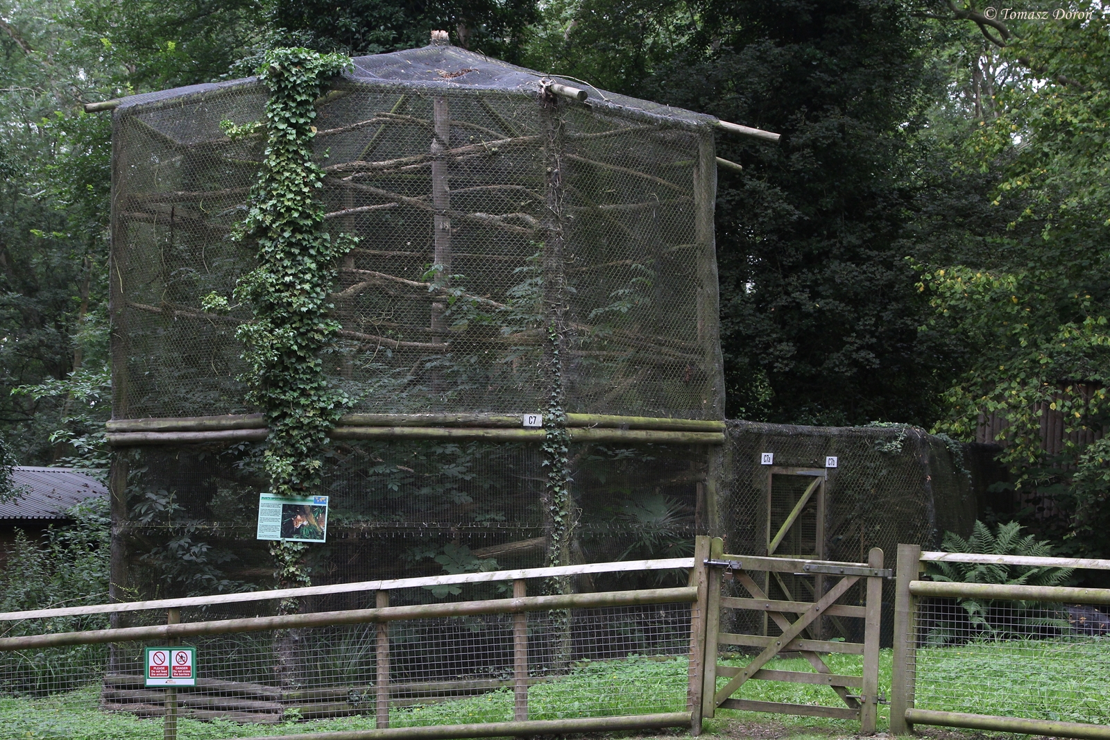 Rusty Spotted Cat enclosure - one of few at park