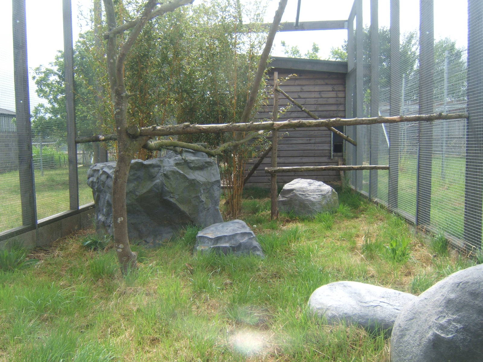 Rusty-spotted Cat enclosure