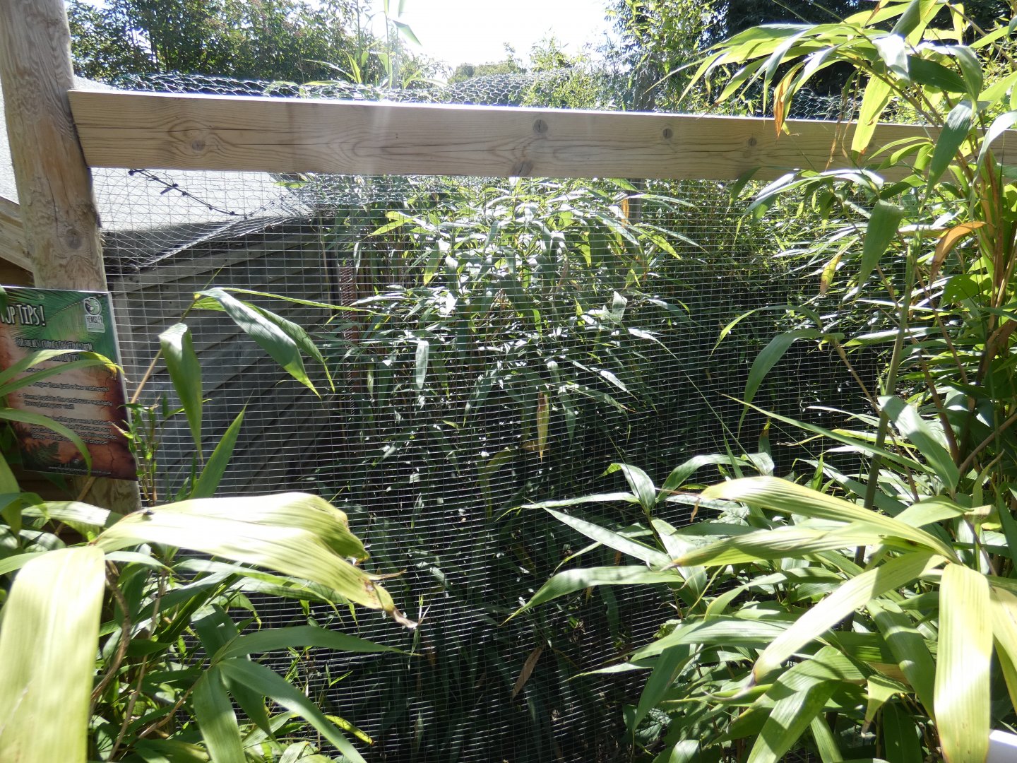 Rusty-spotted Cat enclosure