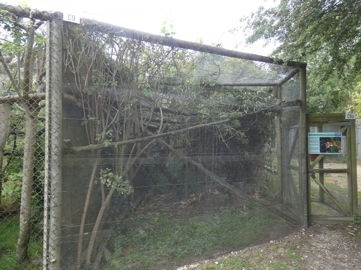Rusty-spotted Cat enclosure