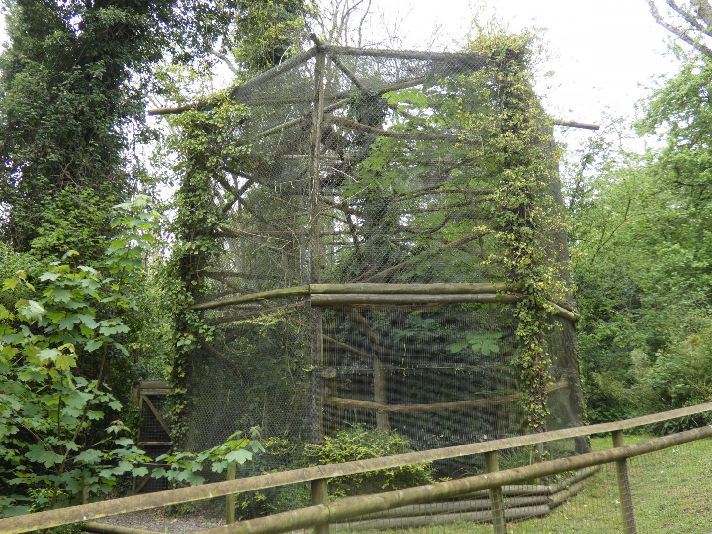 Rusty-spotted cat enclosure