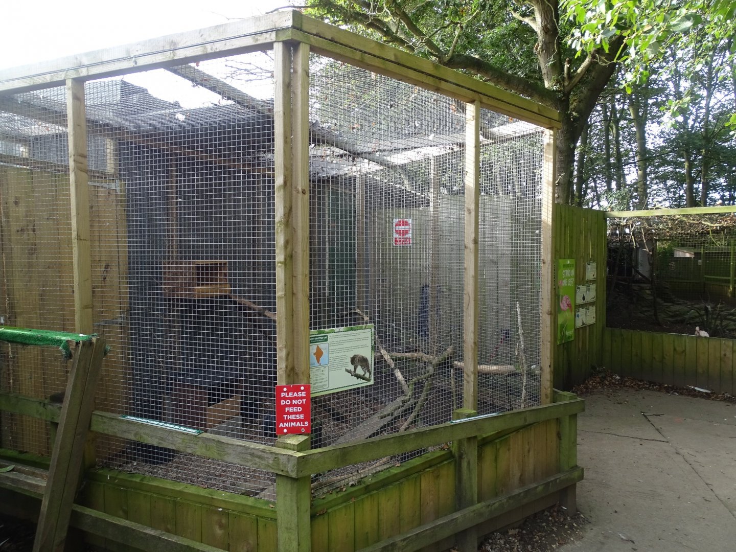 Rusty Spotted Cat exhibit, 16th October 2023