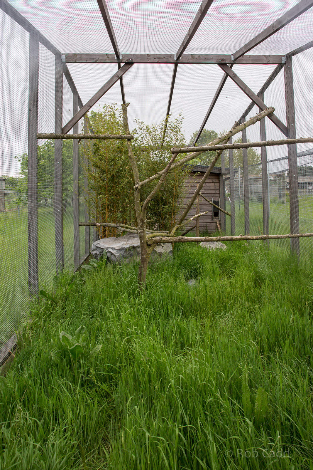 Rusty-spotted cat (exhibit) : Hamerton : 25 May 2015