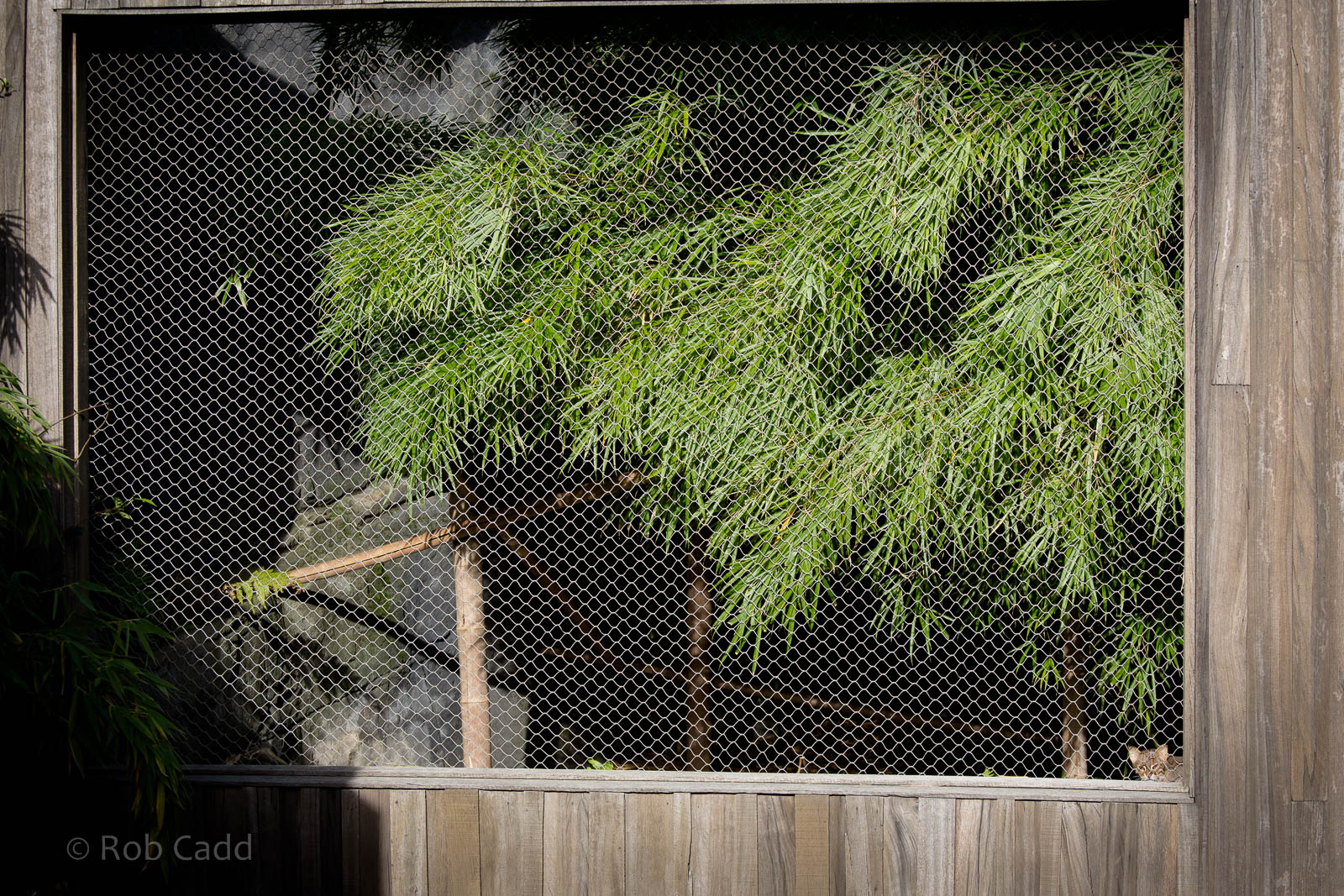 Rusty-spotted cat (exhibit) : RSCC : 17 Oct 2014