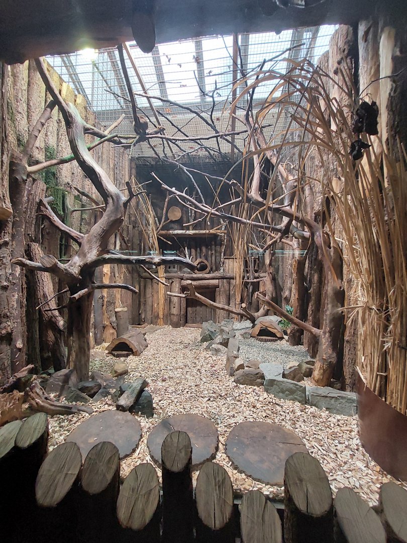 Rusty-spotted cat exhibit