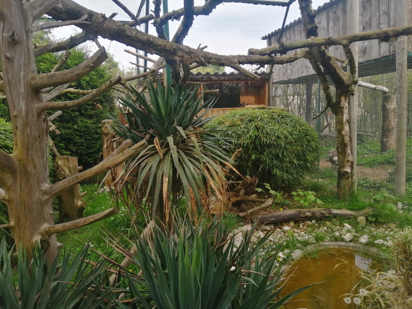 Rusty spotted Cat exhibit