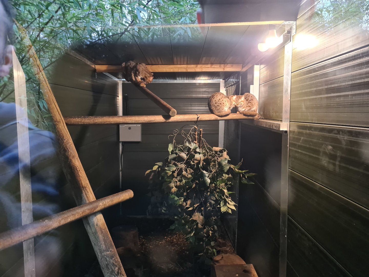 Rusty Spotted Cat Exhibit