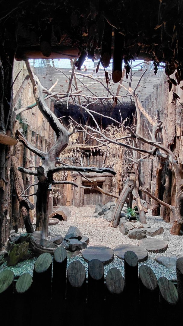 Rusty-spotted cat exhibit