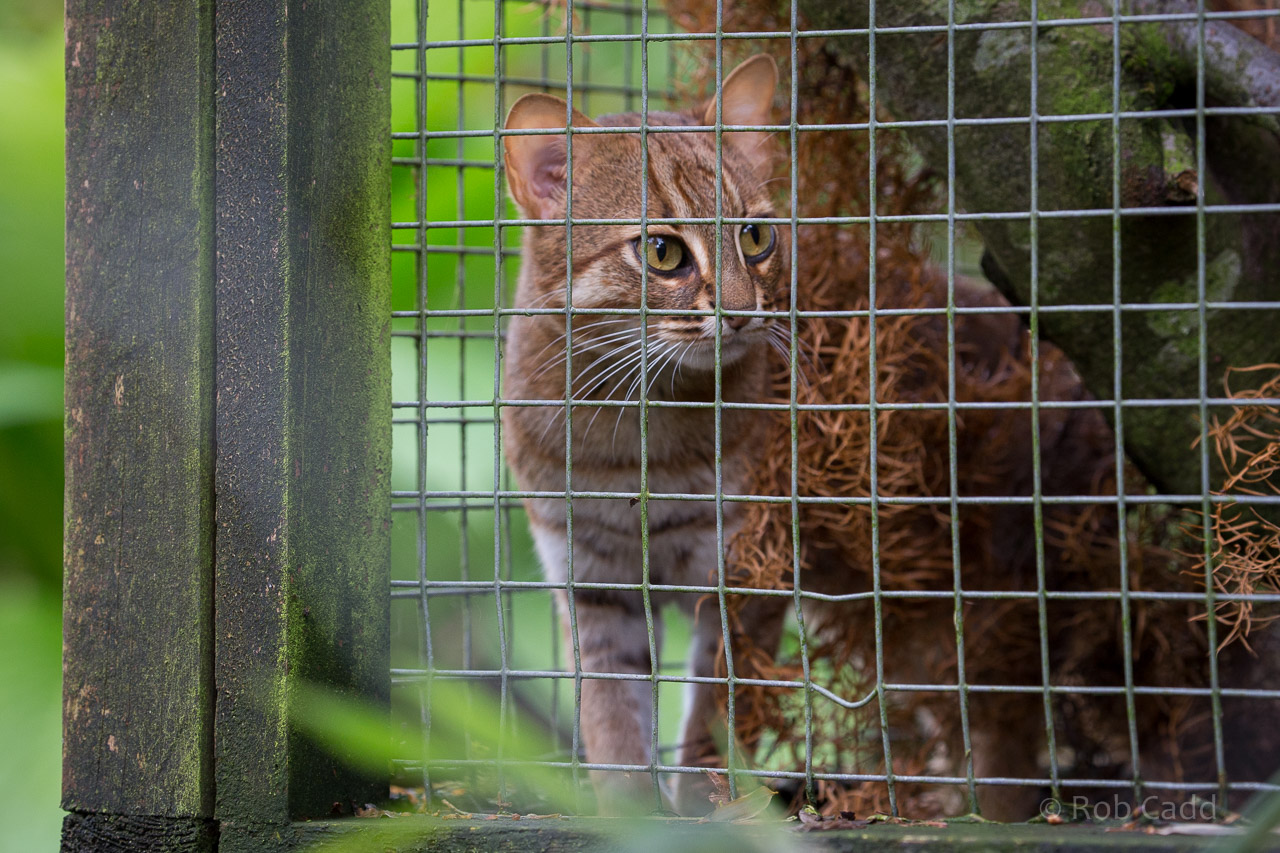 Rusty-spotted cat : Exmoor Zoo : 22 May 2015