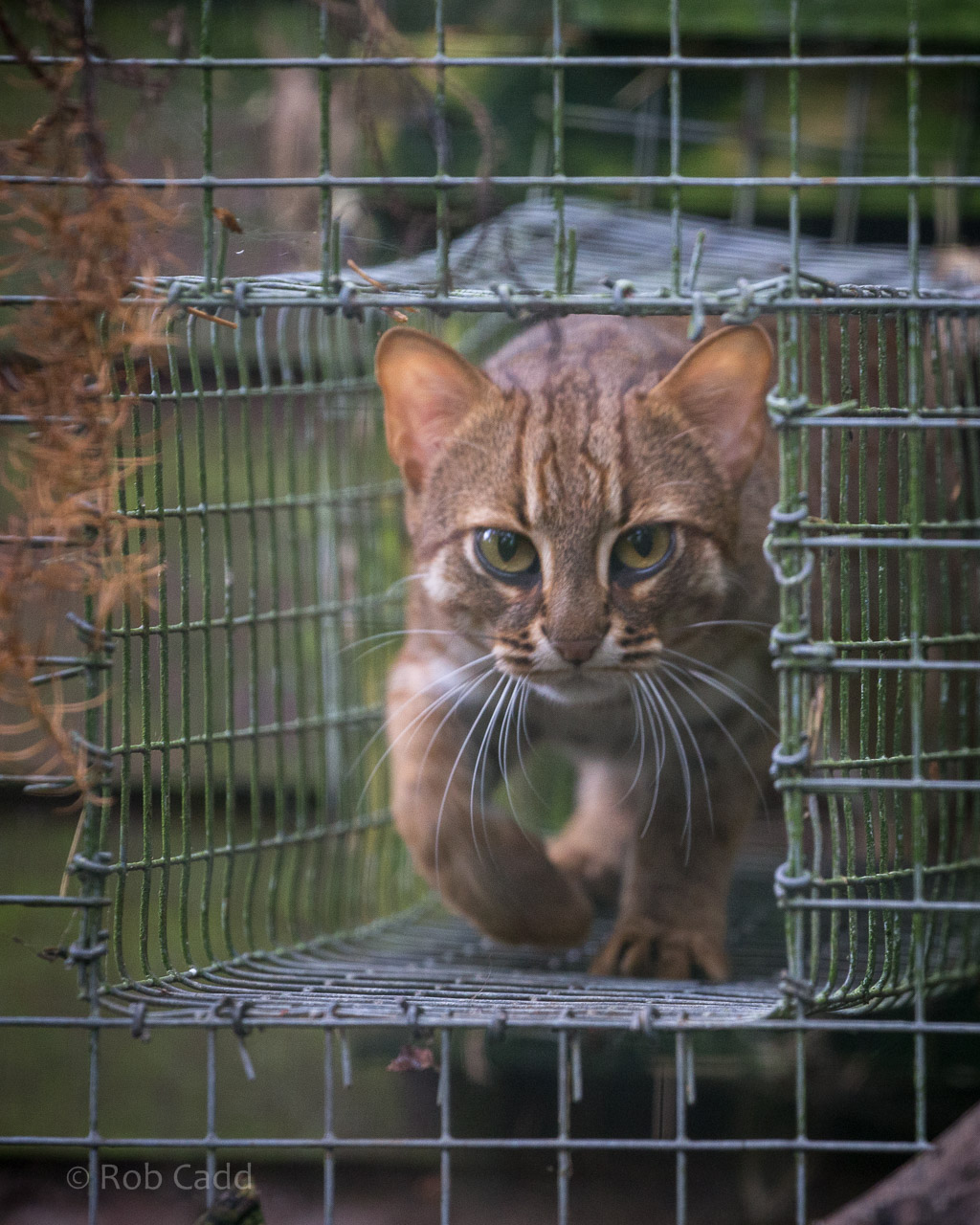 Rusty-spotted cat : Exmoor Zoo : 22 May 2015