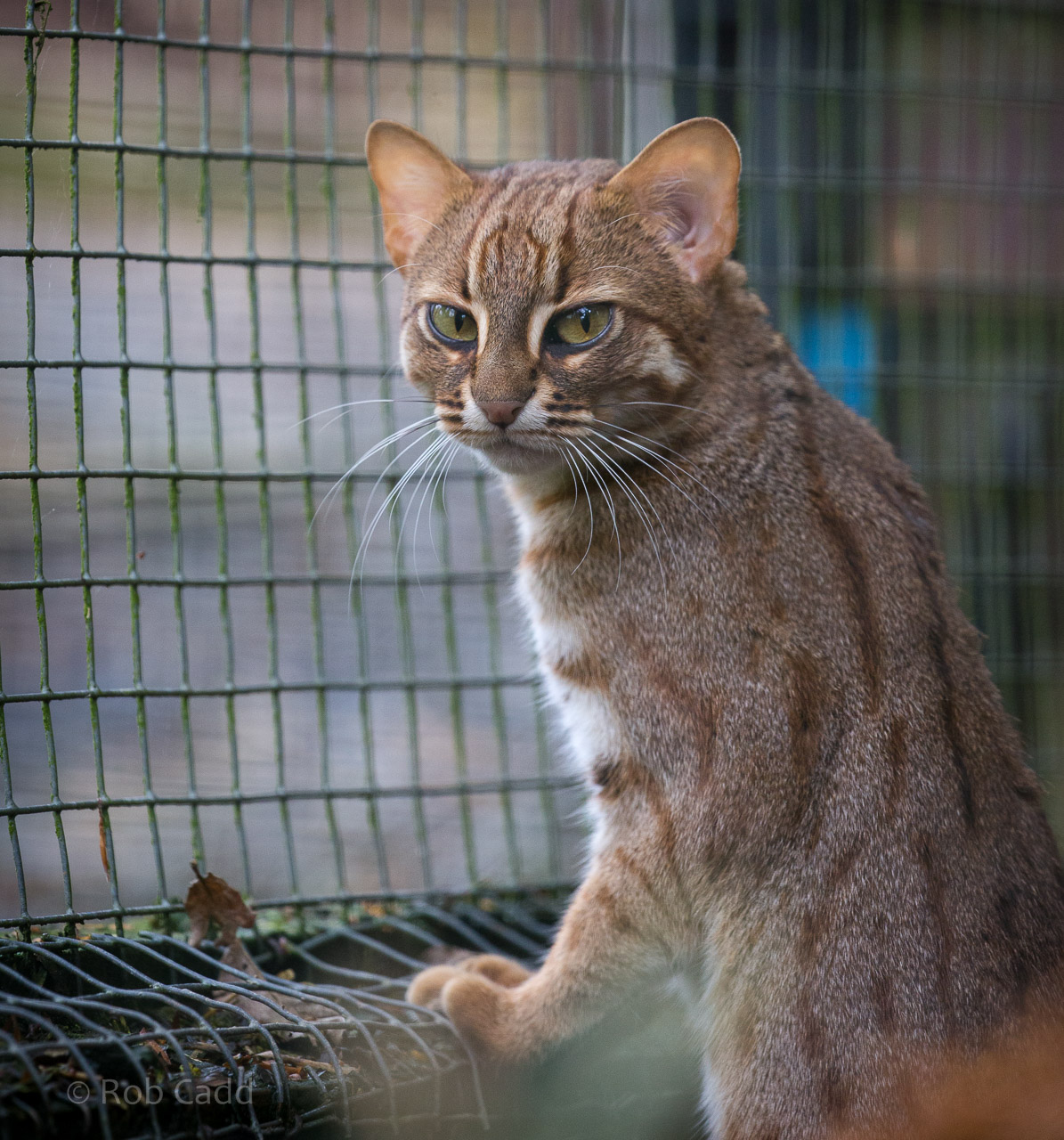Rusty-spotted cat : Exmoor Zoo : 22 May 2015