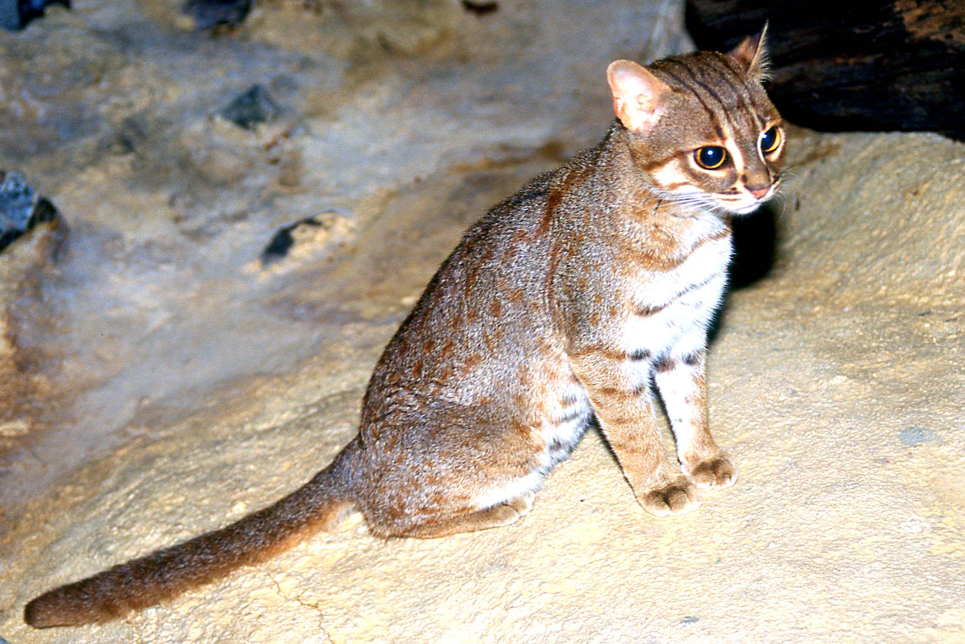 Rusty-spotted cat; Frankfurt; early 1990s.jpg