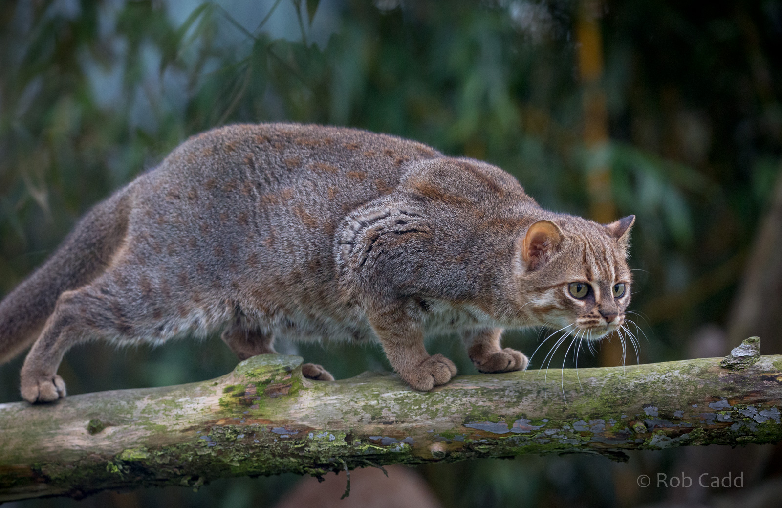 Rusty-spotted cat : Hamerton : 01 Apr 2018