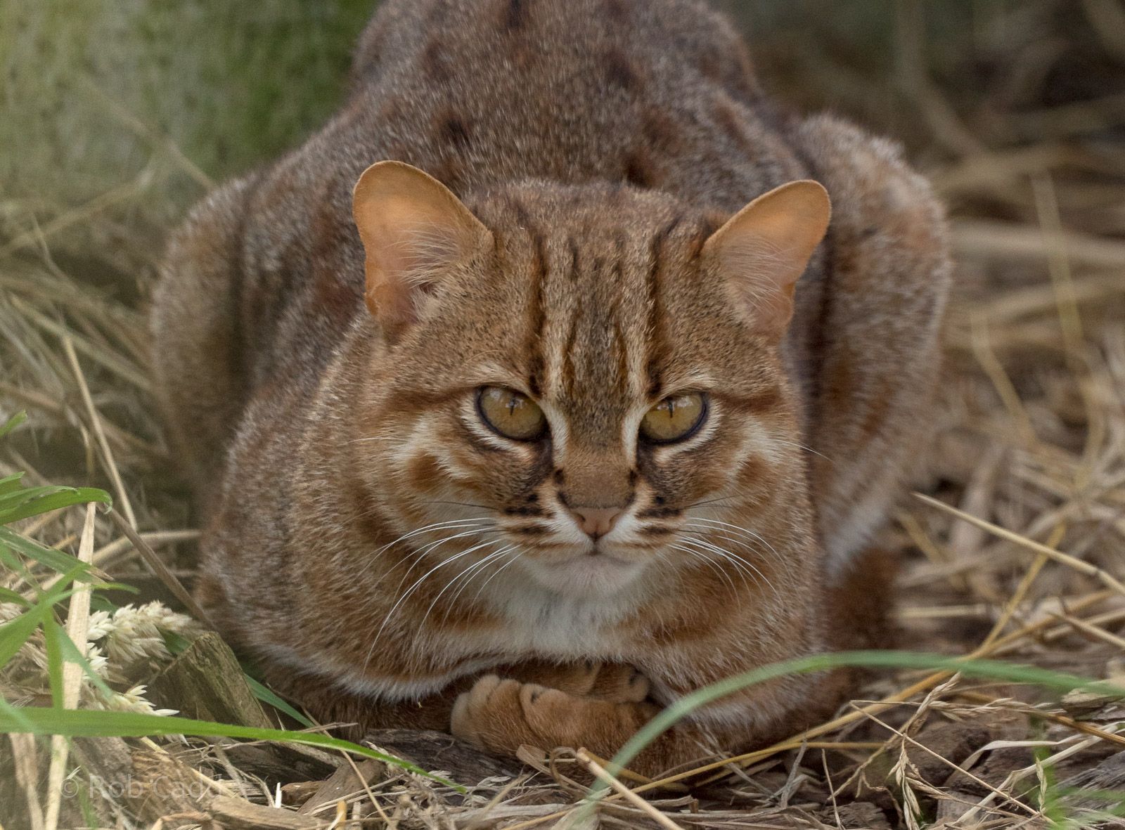 Rusty-spotted cat : Hamerton : 03 Jul 2016