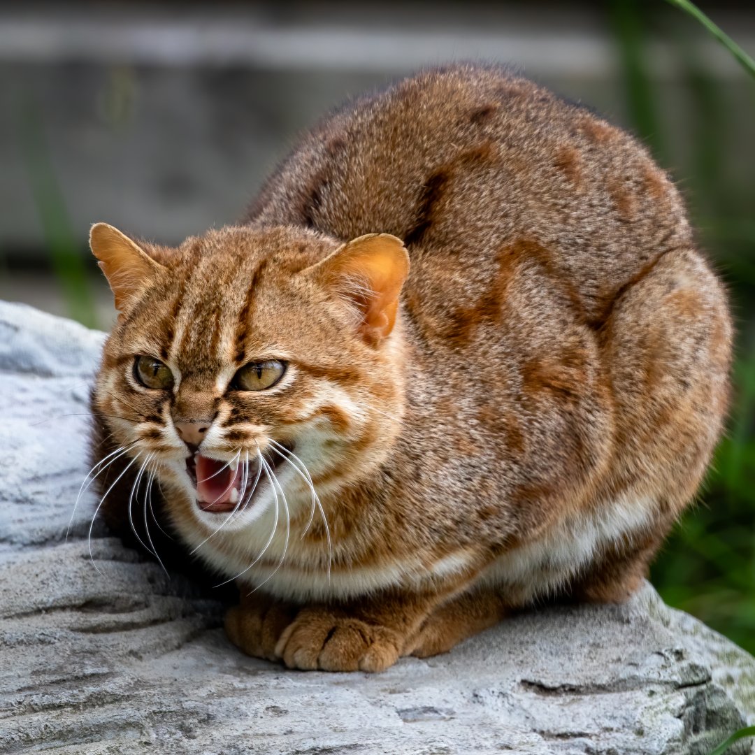 Rusty Spotted Cat / Hamerton / 10-7-20