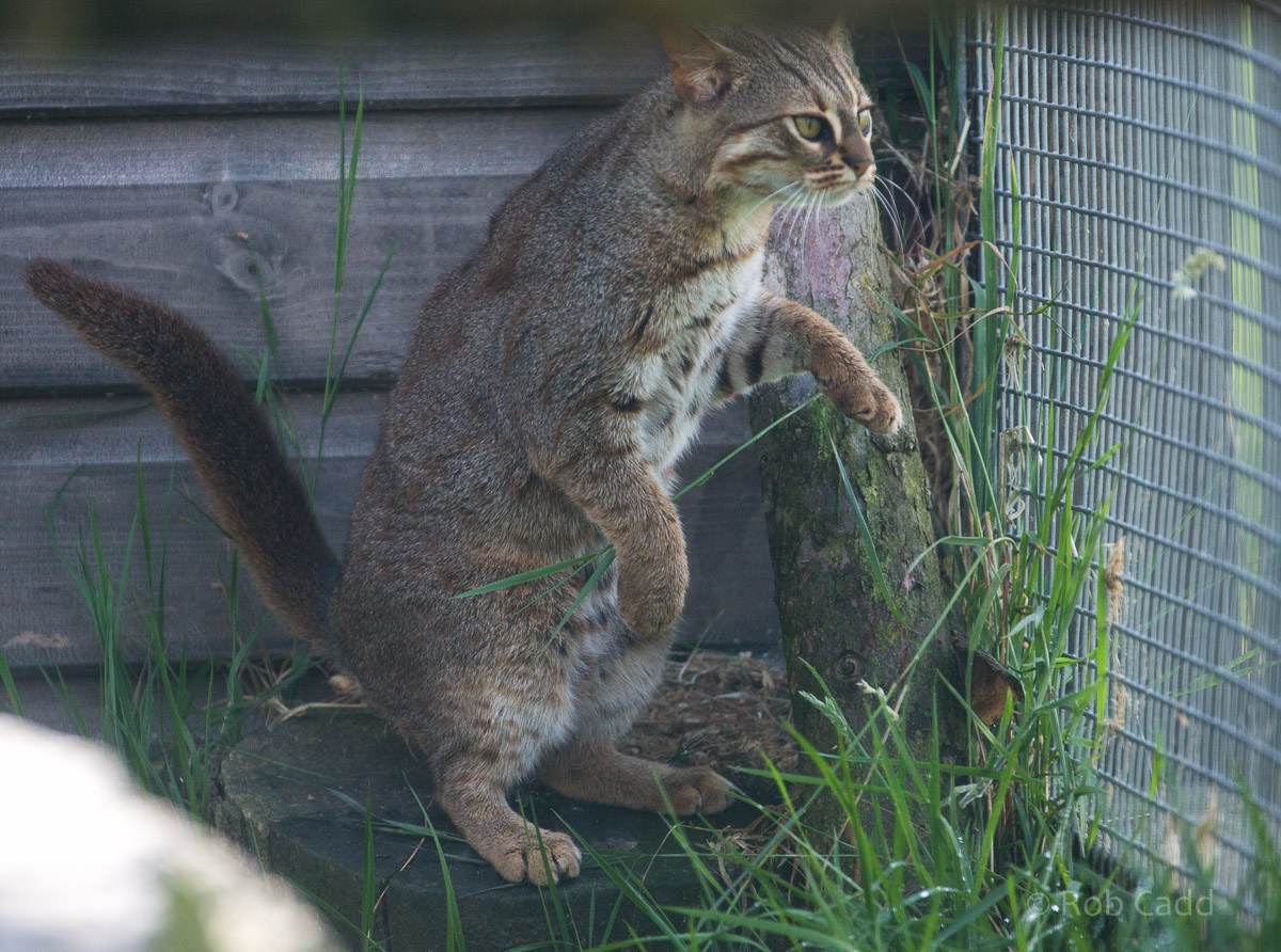 Rusty-spotted cat : Hamerton : 12 Jul 2015