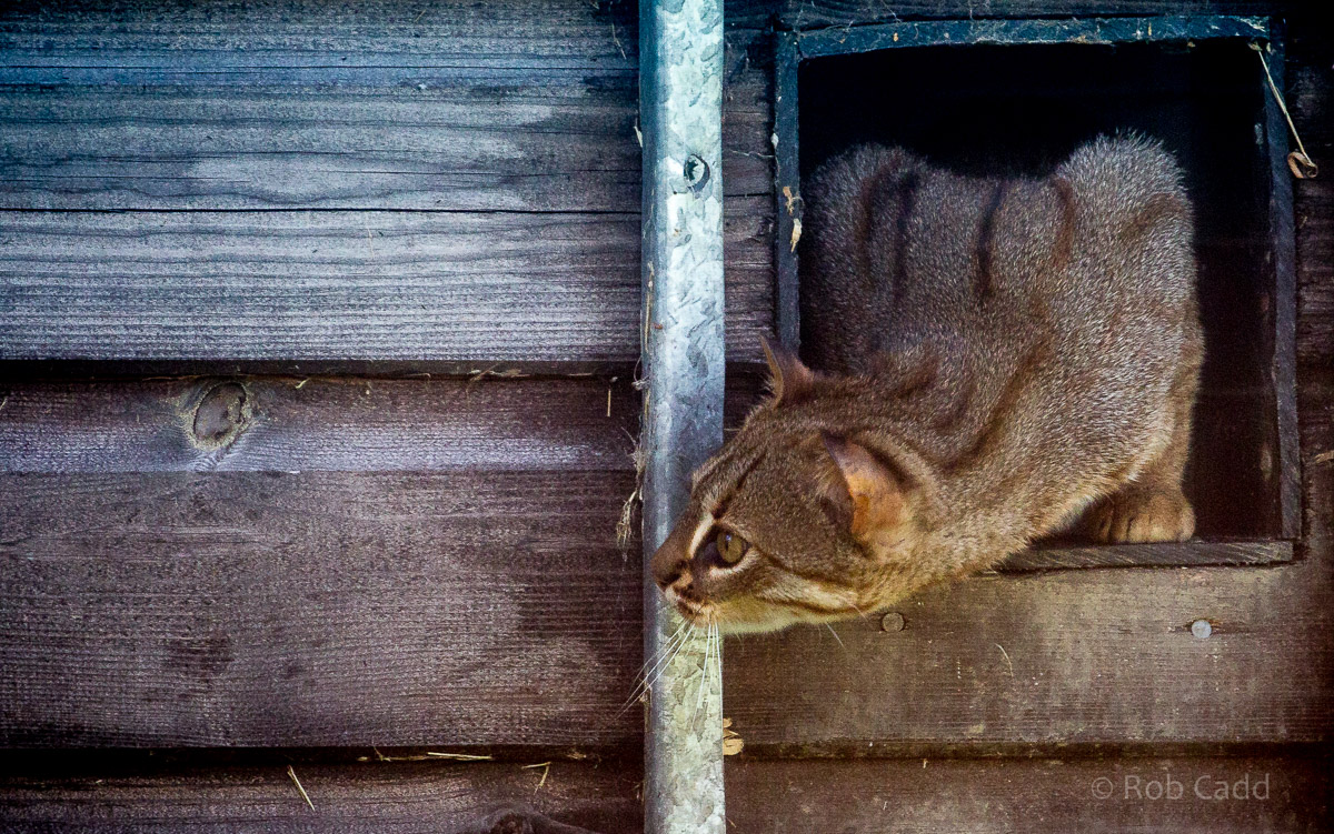 Rusty-spotted cat : Hamerton : 12 Jul 2015