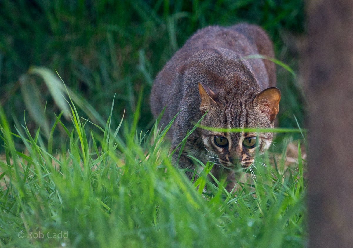 Rusty-spotted cat : Hamerton : 12 Jul 2015