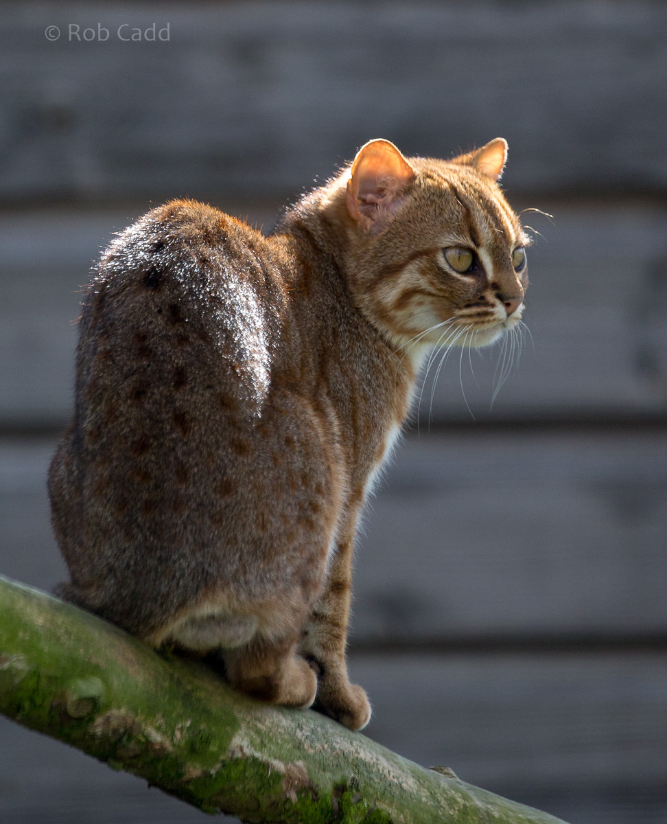 Rusty-spotted cat : Hamerton : 14 May 2017