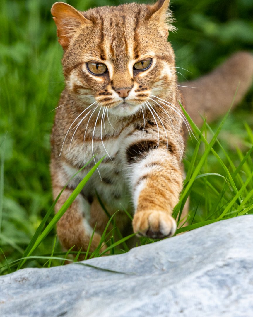 Rusty spotted cat / Hamerton / 15-7-21