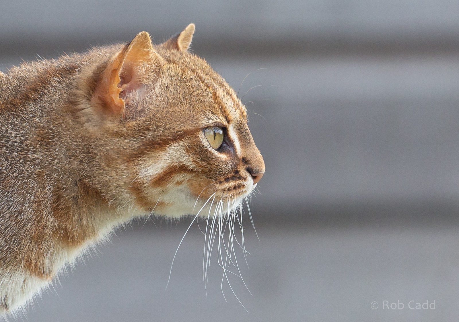 Rusty-spotted cat : Hamerton : 15 Jun 2018