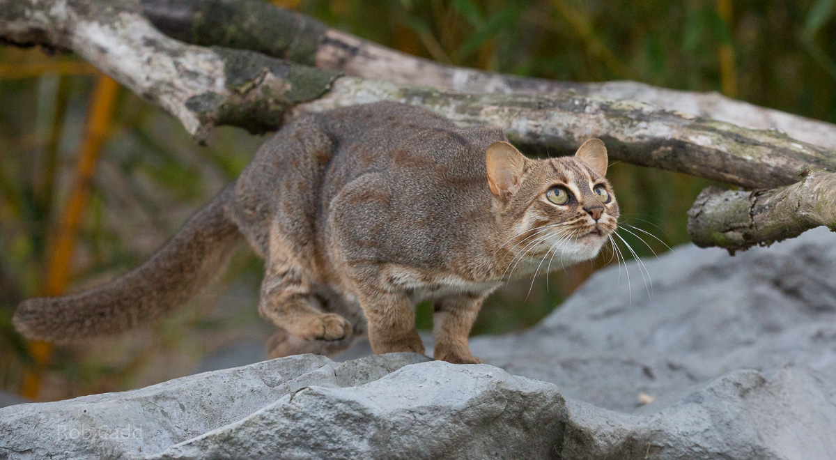 Rusty-spotted cat : Hamerton : 15 Oct 2017